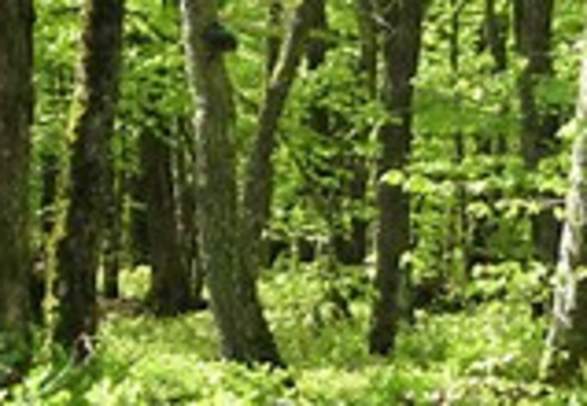 Bjøreggene nature reserve