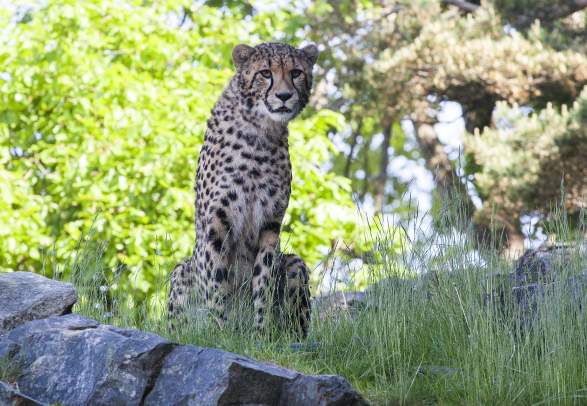 Dyreparken i Kristiansand