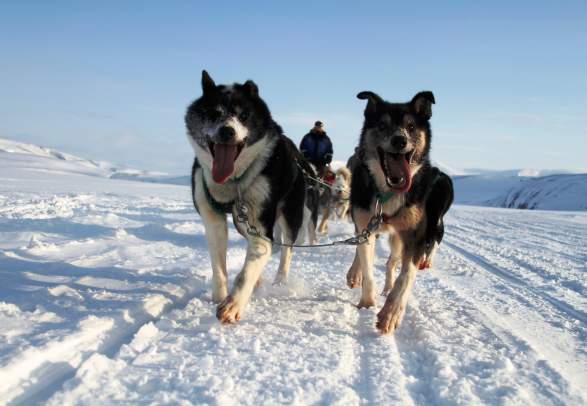Dog sledding in Bolterdalen - Green Dog Svalbard