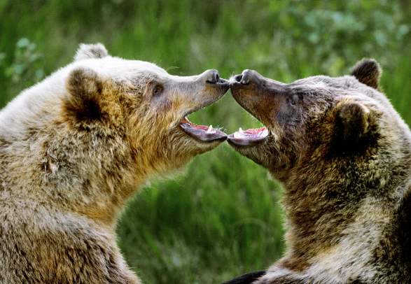 Namsskogan Familiepark (wildlife park)