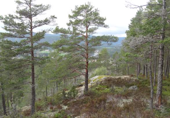 Ørnefjell 371 m.