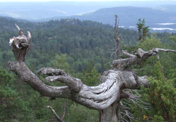 Vedlausfjell hiking trail