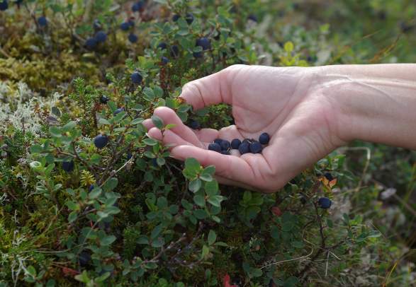 Syno - Hiking on Golsfjellet