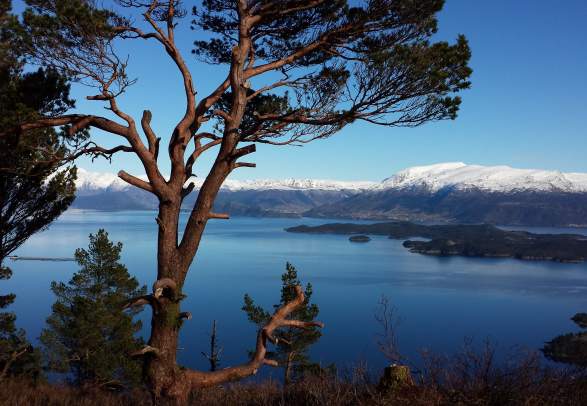 Nyabruo - Blåbærhaugen