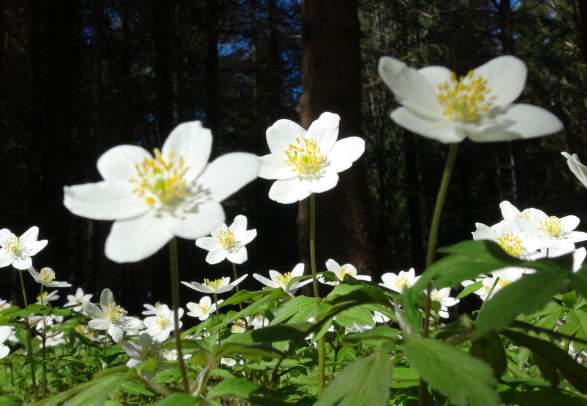 Blooming of the anemones
