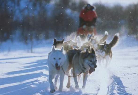 RørosHusky- Dogsledding