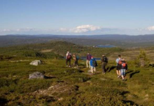 Topp 11 - Golsfjellet