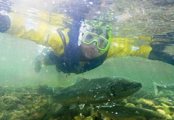 Salmon Safari, River Rafting, Salmon and trout fishing in Suldalslågen River
