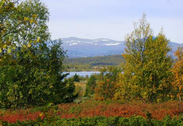 Top 9 in Torpo Ål in Hallingdal