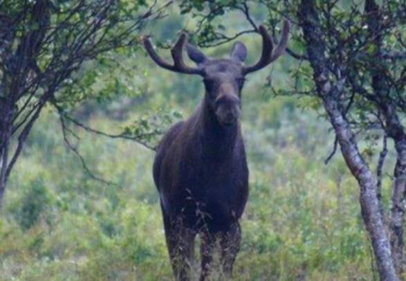 Moose safari