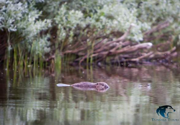 Beaver Safari With Canoe - Tundra Tours