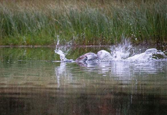 Beaversafari - Hurdalsjøen Hotel