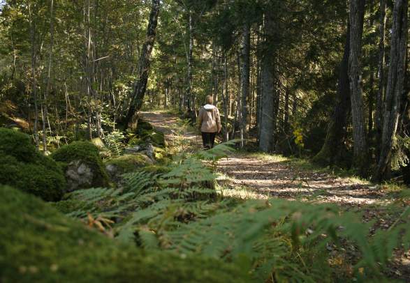 Well lit trail at Østre Tromøy near Arendal