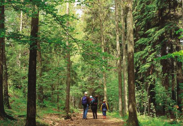 Arboretet Nordskogen
