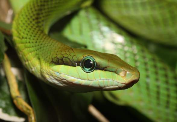 Parque de Reptiles de Oslo
