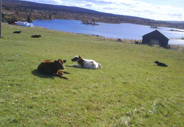 Around lake Lauvsjøen (Easy - 5,3) - Golsfjellet