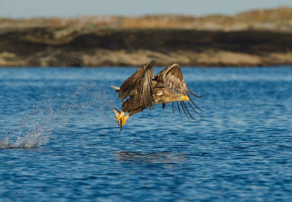 Smøla Naturopplevelser