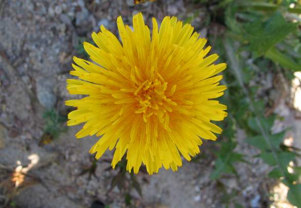 Berefjell - ut på tur i Iveland