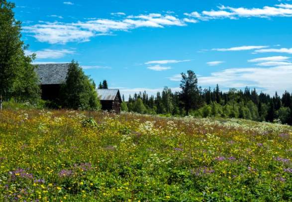 The historic Kings Road across Tonsåsen