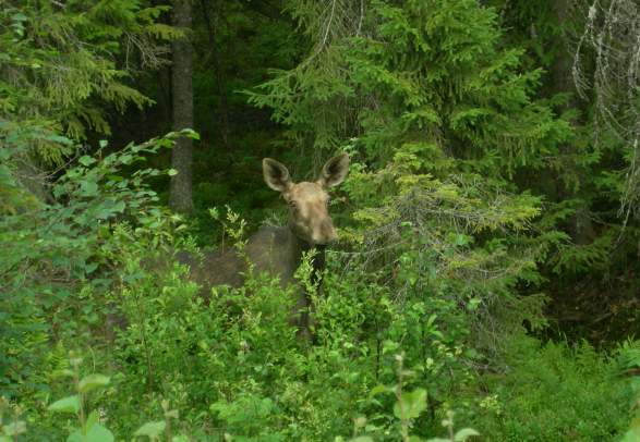 Moose safari in Finnskogen - the Finnforest