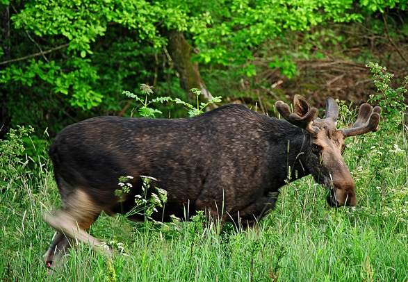 Moose safari from Evje