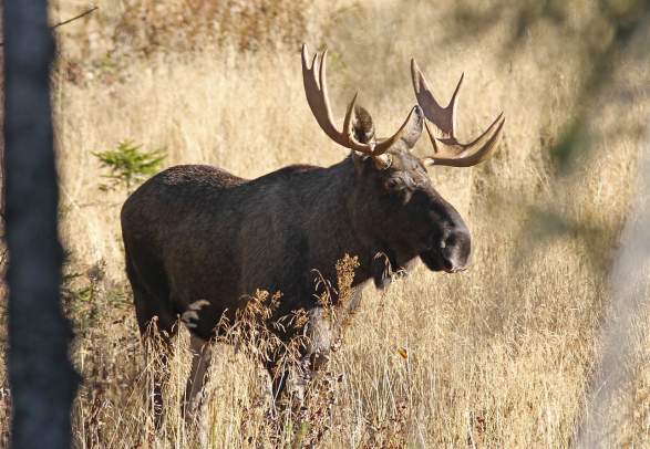 Moose Safari at Øyerfjellet