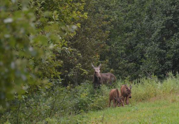 Rent a photohide in the mountains – catch the moose