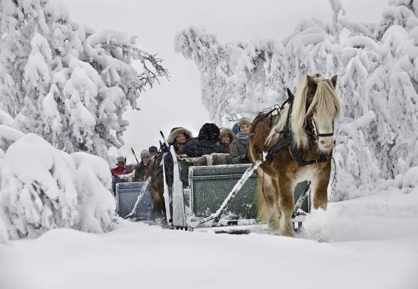 Horse Sleigh Rides | Venabu Fjellhotell