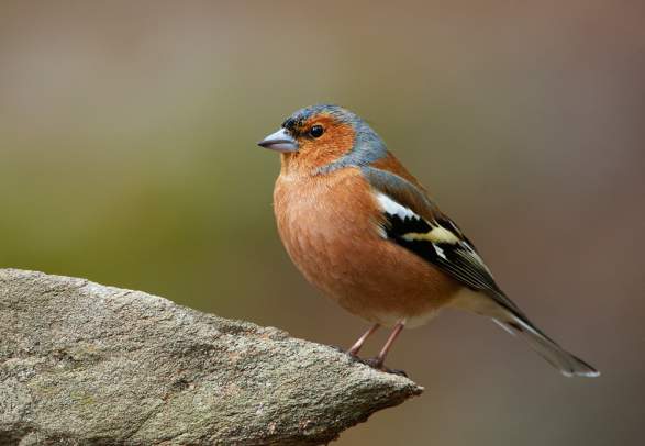 Birdwatching in the middle og Telemark