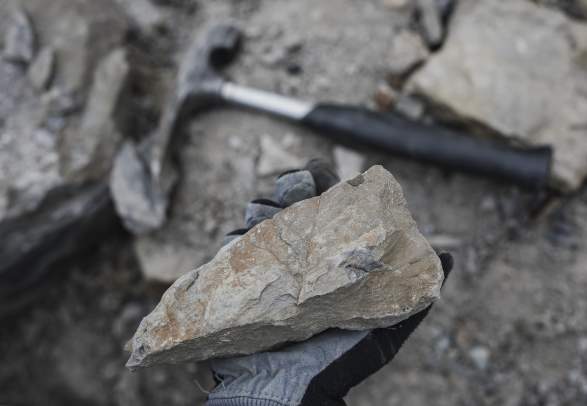 Fossil hunting with polar dog - Green Dog Svalbard