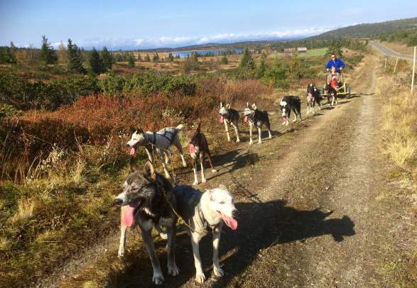 Dog Sledding on wheels