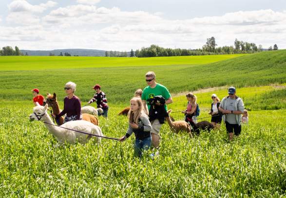 Walking with Alpacas