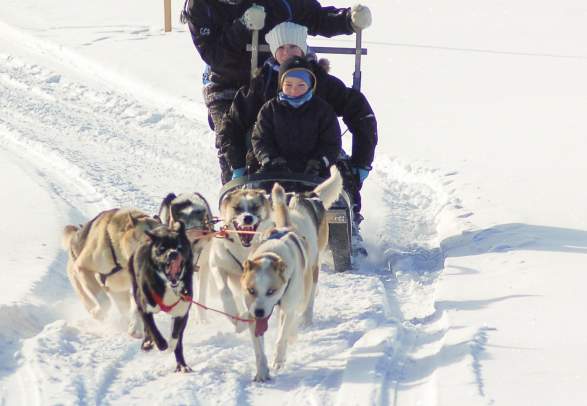 Dog racing at Langedrag