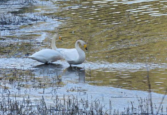 Birdwatching - Fagernes
