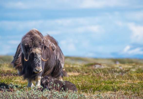 Musk Ox Safari