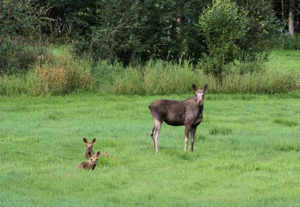 Skjåk Adventure | Moose safari