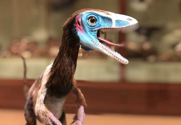 Universitetsmuseet i Bergen - undring og vitenskap