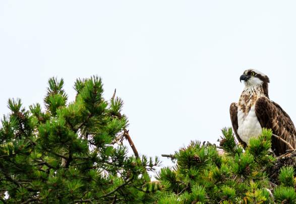 Birdwatching and lavvo dinner in the fairy tale forest