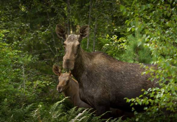 Moose safari at Vaset