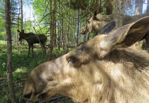 Norwegian Elk Centre