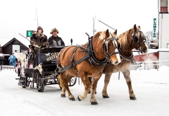 Horse-Drawn Sleigh Ride - Geilo hestesenter