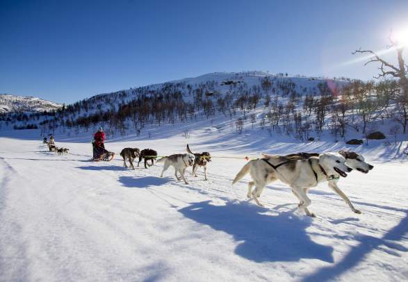 Hondensleeën in de buurt van Hovden