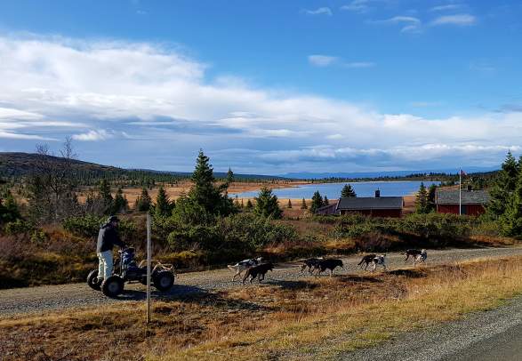 Hundekjøring barmark sommer og høst