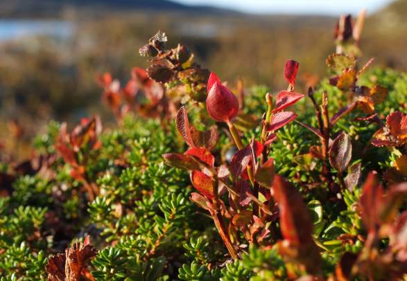 Mountains in Autumn Hiking Holiday | Venabu Fjellhotell
