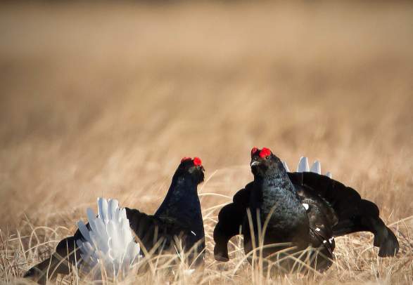 Finnskogen Adventures