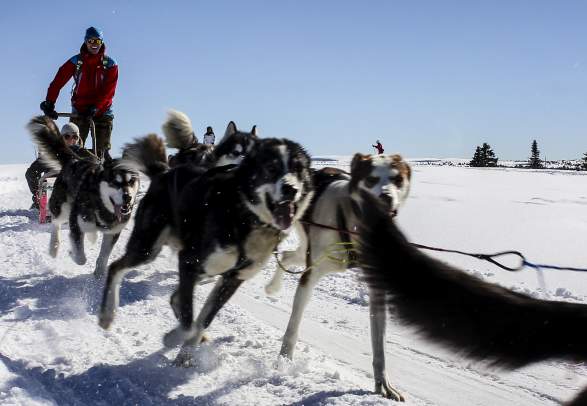 Sjusjøen Husky Tours