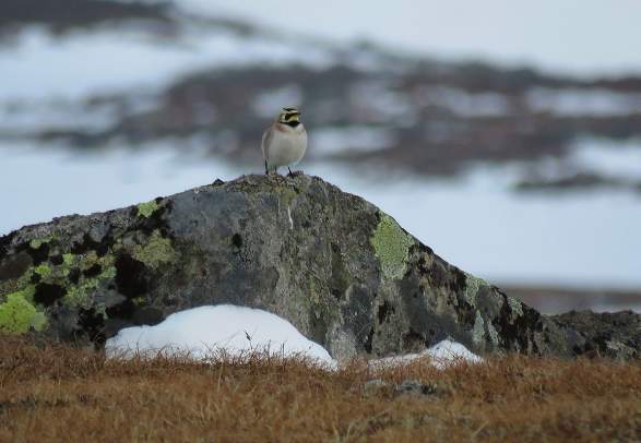 Birdwatching - Valdresflye