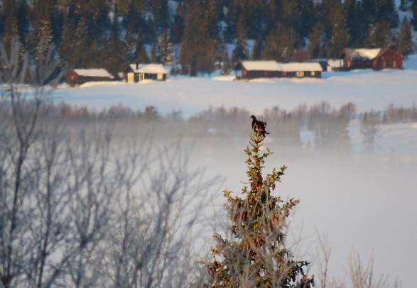 Birdwatching - Stølsvidda