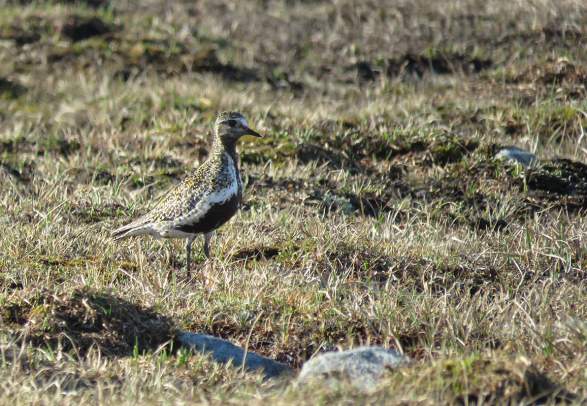 Birdwatching - Jotunheimvegen