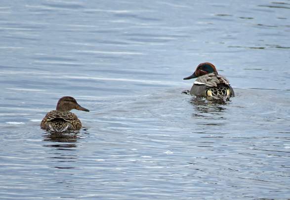 Birdwatching - Langtjedn